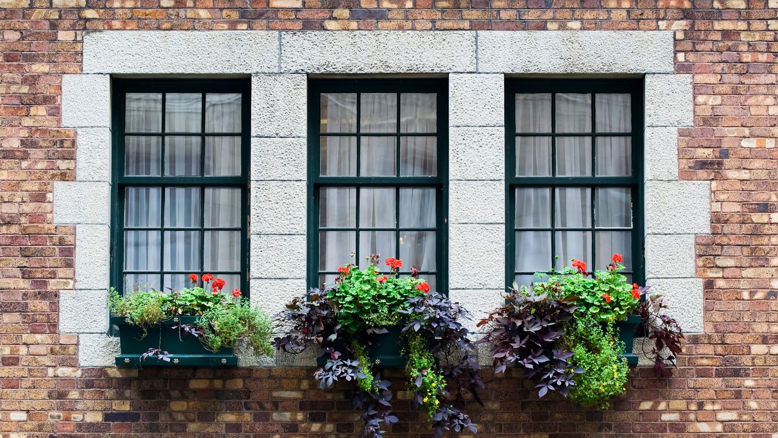 Signs your windows need replacing shown by three black-framed windows with white curtains and vibrant flower boxes set in a brick wall with light stone trim.